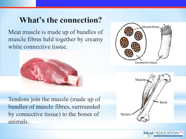What’s the connection? Meat muscle is made up of bundles of muscle fibres