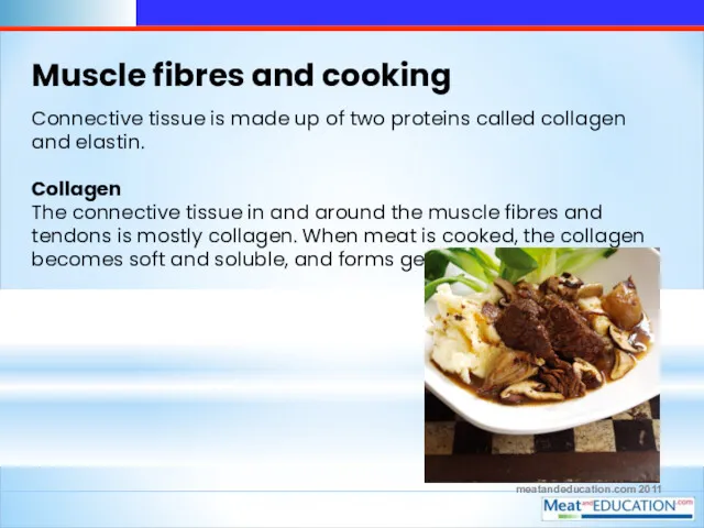 meatandeducation.com 2011 Muscle fibres and cooking Connective tissue is made up of two