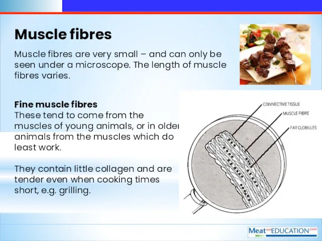 Muscle fibres Fine muscle fibres These tend to come from the muscles of