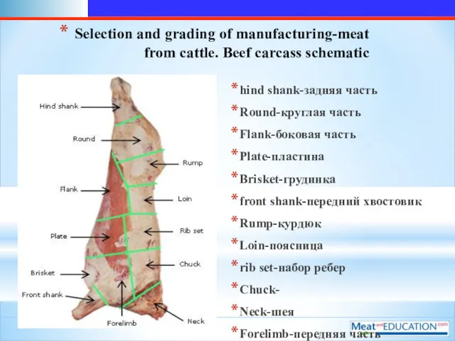 Selection and grading of manufacturing-meat from cattle. Beef carcass schematic hind shank-задняя часть