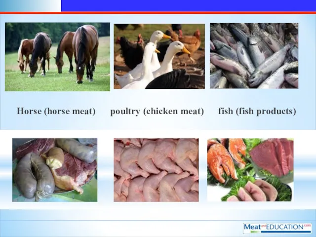 Horse (horse meat) poultry (chicken meat) fish (fish products)