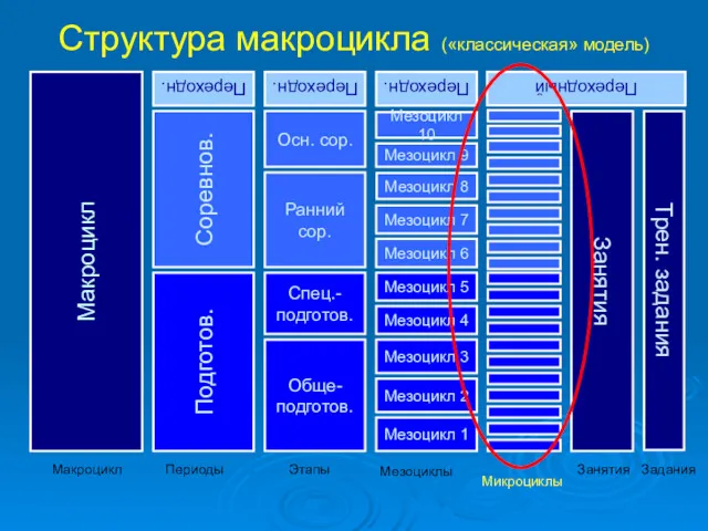 Структура макроцикла («классическая» модель) Этапы Обще- подготов. Спец.- подготов. Ранний