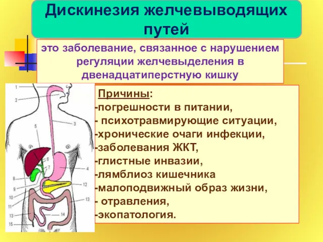 Дискинезия желчевыводящих путей это заболевание, связанное с нарушением регуляции желчевыделения