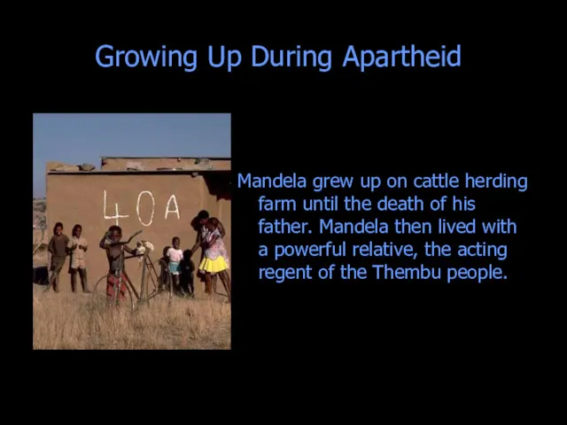 Growing Up During Apartheid Mandela grew up on cattle herding