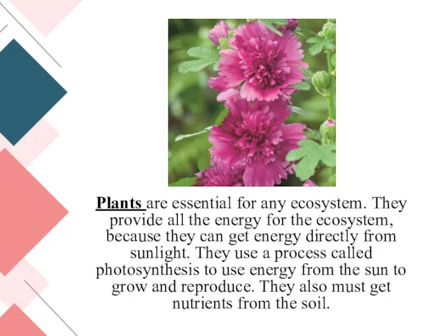 Plants are essential for any ecosystem. They provide all the