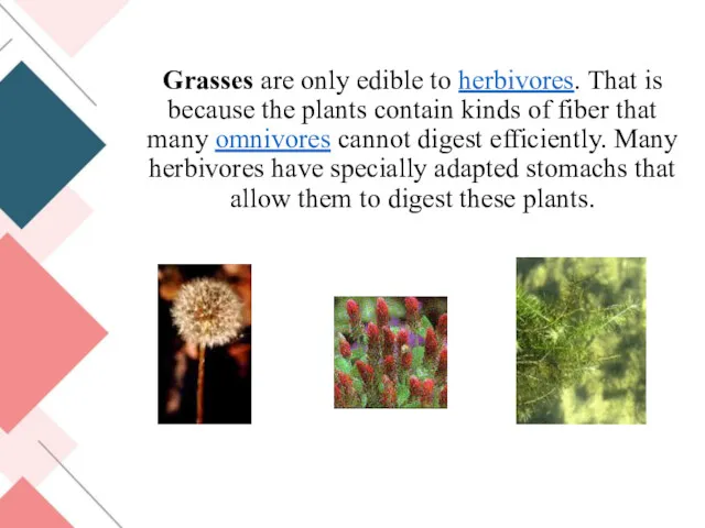 Grasses are only edible to herbivores. That is because the