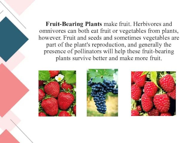 Fruit-Bearing Plants make fruit. Herbivores and omnivores can both eat