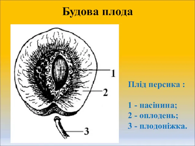 Будова плода Плід персика : 1 - насінина; 2 - оплодень; 3 - плодоніжка.