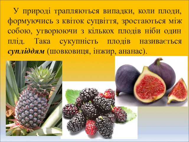 У природі трапляються випадки, коли плоди, формуючись з квіток суцвіття,