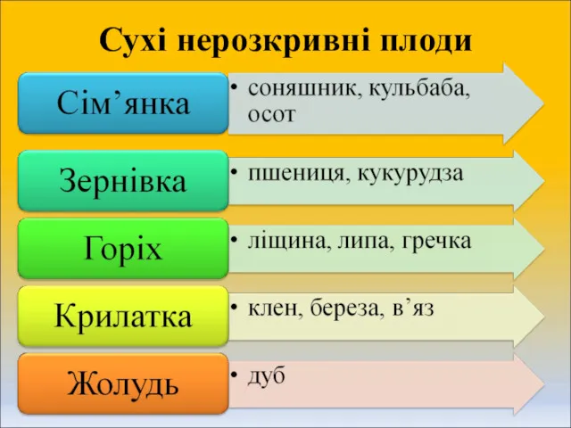 Сухі нерозкривні плоди