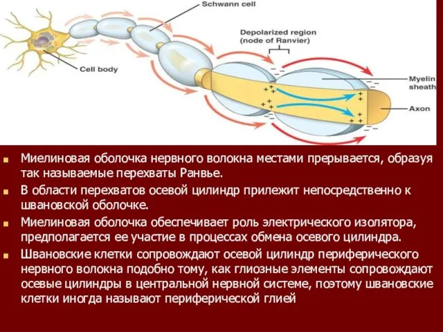 Миелиновая оболочка нервного волокна местами прерывается, образуя так называемые перехваты