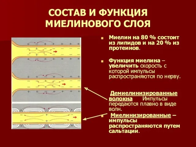 СОСТАВ И ФУНКЦИЯ МИЕЛИНОВОГО СЛОЯ Миелин на 80 % состоит