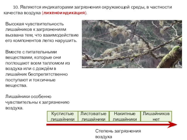 10. Являются индикаторами загрязнения окружающей среды, в частности качества воздуха