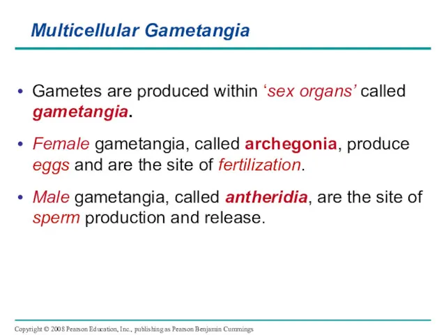 Multicellular Gametangia Gametes are produced within ‘sex organs’ called gametangia.