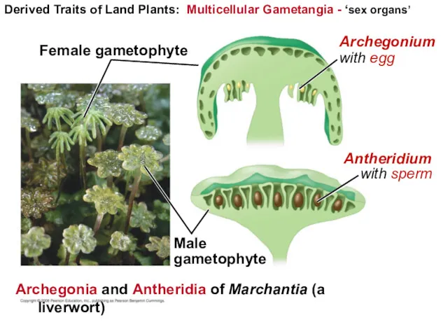 Derived Traits of Land Plants: Multicellular Gametangia - ‘sex organs’