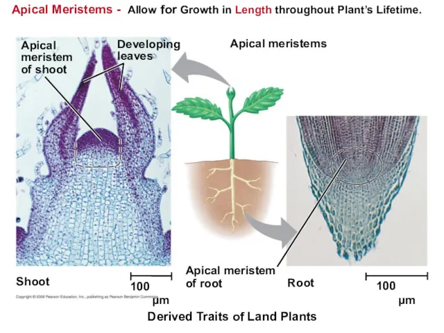 Apical Meristems - Allow for Growth in Length throughout Plant’s