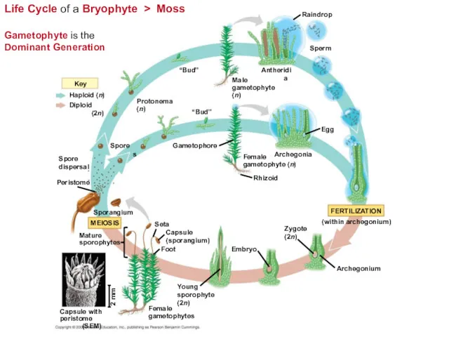 Life Cycle of a Bryophyte > Moss Gametophyte is the