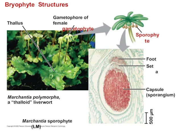 Bryophyte Structures Thallus Gametophore of female gametophyte Marchantia polymorpha, a