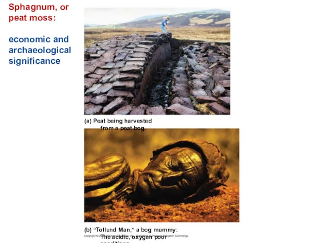 Sphagnum, or peat moss: economic and archaeological significance (a) Peat