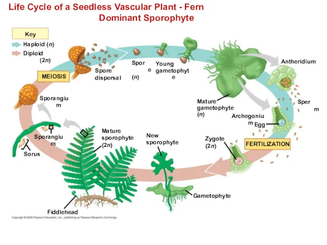Life Cycle of a Seedless Vascular Plant - Fern Dominant