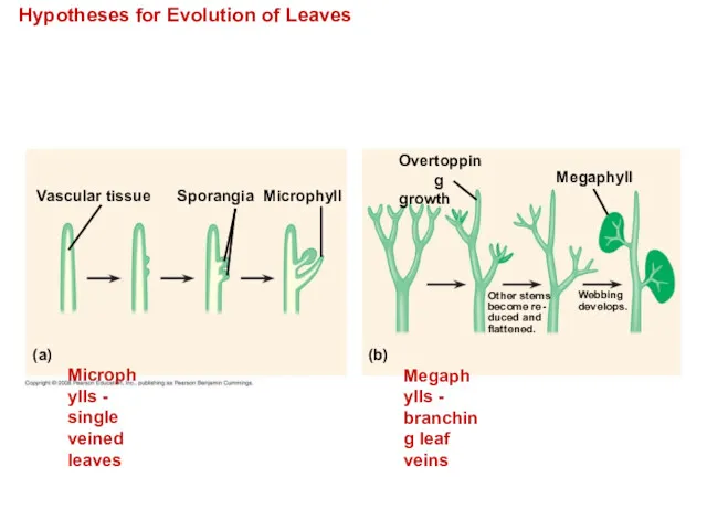 Hypotheses for Evolution of Leaves Vascular tissue Sporangia Microphyll (a)