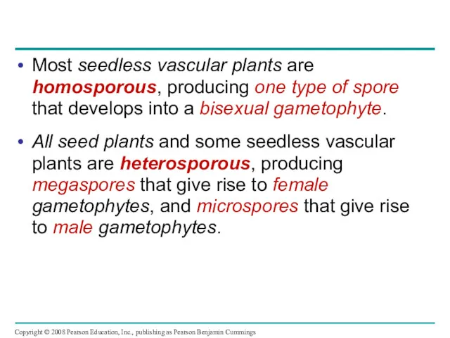 Most seedless vascular plants are homosporous, producing one type of