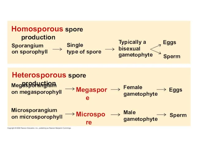 Homosporous spore production Sporangium on sporophyll Single type of spore