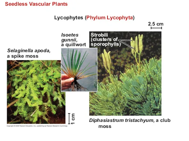 Seedless Vascular Plants Lycophytes (Phylum Lycophyta) Selaginella apoda, a spike