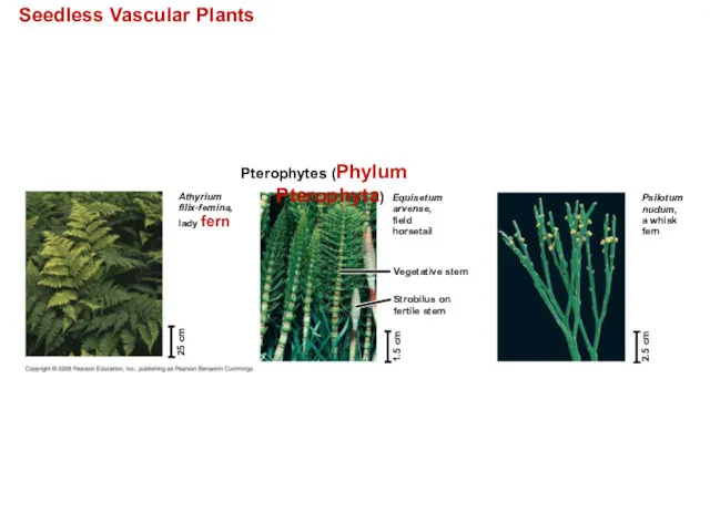Seedless Vascular Plants Pterophytes (Phylum Pterophyta) Athyrium filix-femina, lady fern