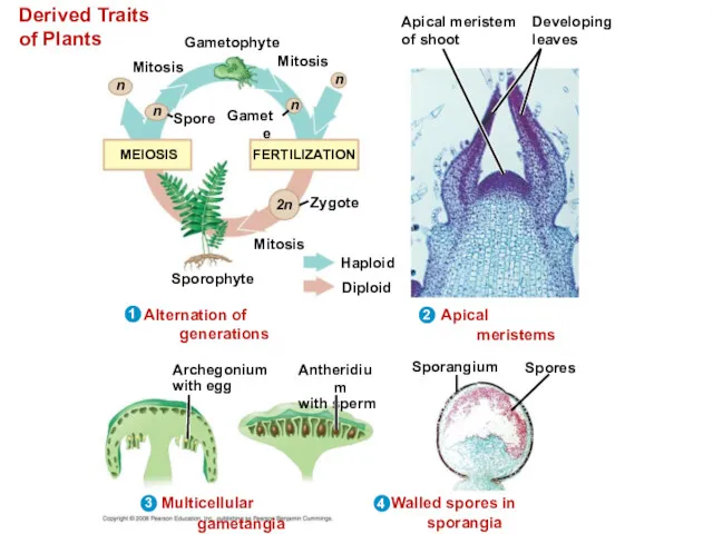 Derived Traits of Plants Gametophyte Mitosis Mitosis Spore Gamete Mitosis