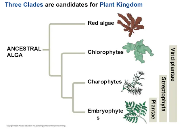 Three Clades are candidates for Plant Kingdom ANCESTRAL ALGA Red