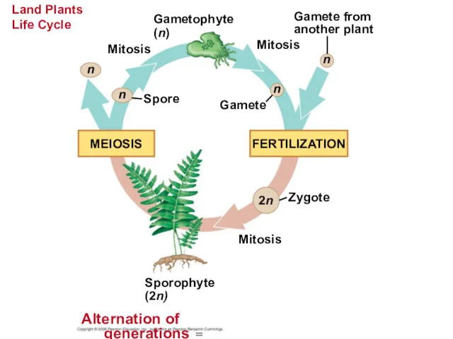 Land Plants Life Cycle Gametophyte (n) Gamete from another plant