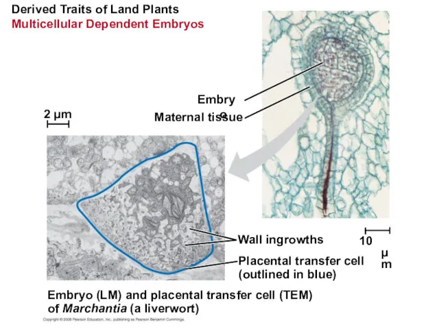 Derived Traits of Land Plants Multicellular Dependent Embryos Embryo Maternal