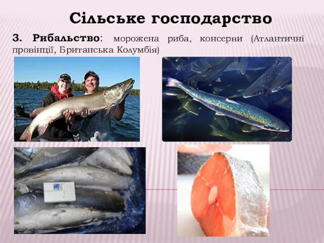 Сільське господарство 3. Рибальство: морожена риба, консерви (Атлантичні провінції, Британська Колумбія)