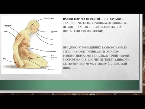 ВХІДНІ ВОРОТА ІНФЕКЦІЇ - ЦЕ ТІ ОРГАНИ І ТКАНИНИ, ЧЕРЕЗ