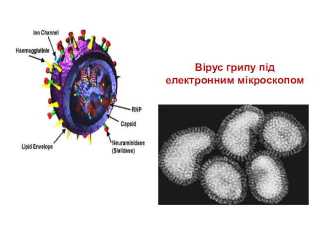 Вірус грипу під електронним мікроскопом