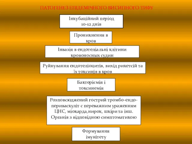 ПАТОГЕНЕЗ ЕПІДЕМІЧНОГО ВИСИПНОГО ТИФУ Інкубаційний період 10-12 днів Проникнення в