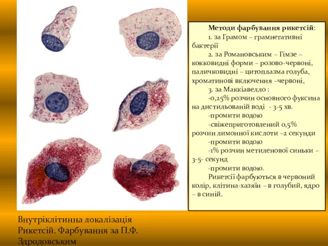 Внутріклітинна локалізація Рикетсій. Фарбування за П.Ф.Здродовським Методи фарбування рикетсій: 1.