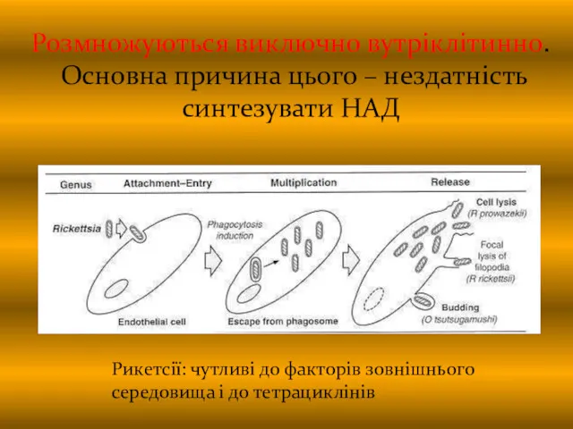 Розмножуються виключно вутріклітинно. Основна причина цього – нездатність синтезувати НАД