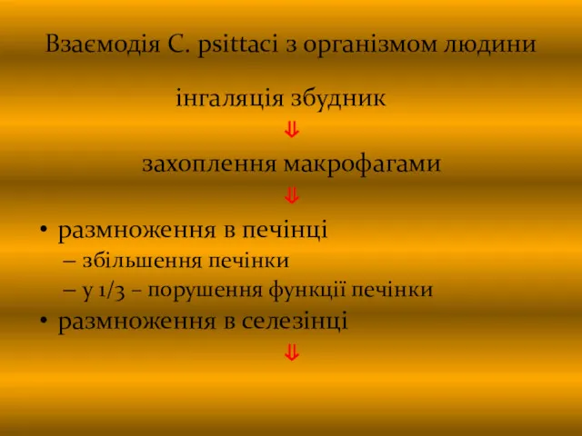 Взаємодія C. psittaci з організмом людини інгаляція збудник ⇓ захоплення