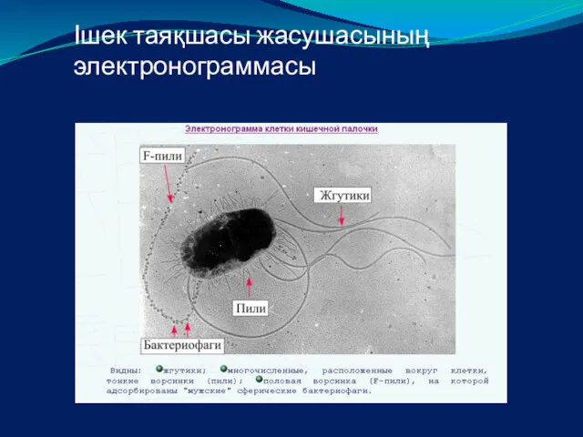 Ішек таяқшасы жасушасының электронограммасы