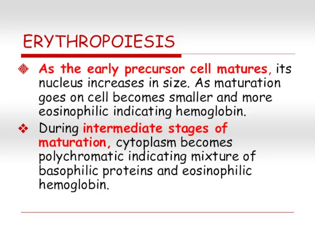 ERYTHROPOIESIS As the early precursor cell matures, its nucleus increases in size. As