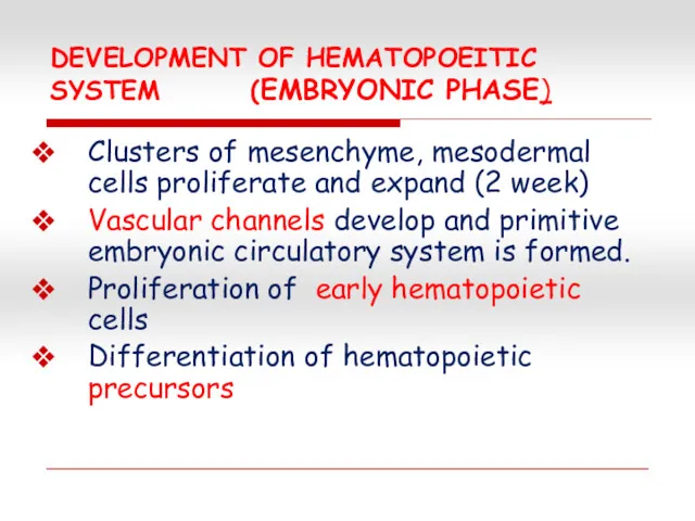 DEVELOPMENT OF HEMATOPOEITIC SYSTEM (EMBRYONIC PHASE) Clusters of mesenchyme, mesodermal cells proliferate and