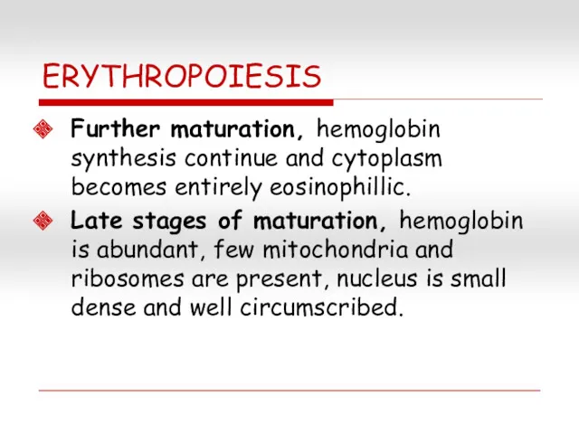 ERYTHROPOIESIS Further maturation, hemoglobin synthesis continue and cytoplasm becomes entirely eosinophillic. Late stages
