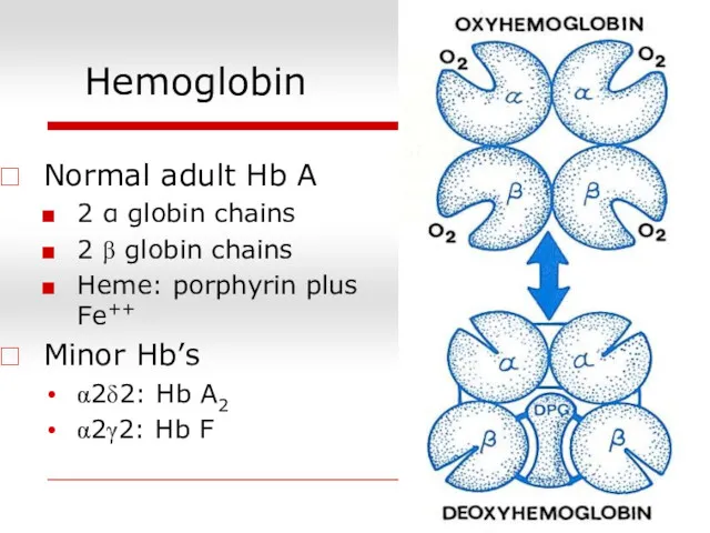 Hemoglobin Normal adult Hb A 2 α globin chains 2 β globin chains