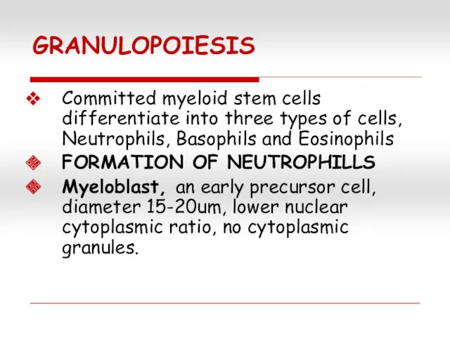 GRANULOPOIESIS Committed myeloid stem cells differentiate into three types of