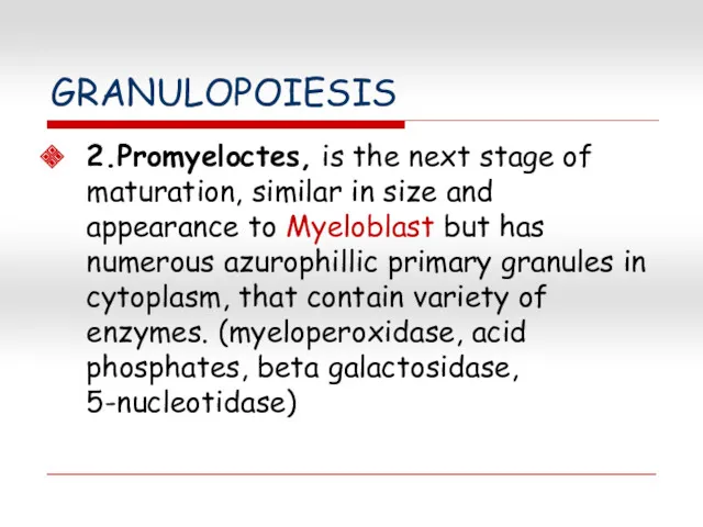 GRANULOPOIESIS 2.Promyeloctes, is the next stage of maturation, similar in size and appearance