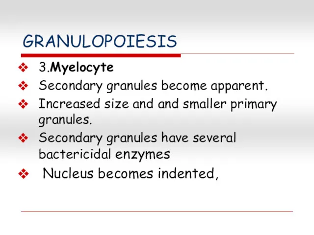 GRANULOPOIESIS 3.Myelocyte Secondary granules become apparent. Increased size and and smaller primary granules.