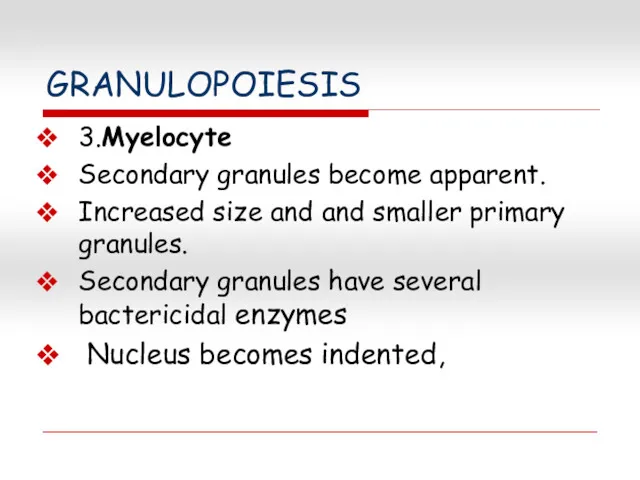 GRANULOPOIESIS 3.Myelocyte Secondary granules become apparent. Increased size and and