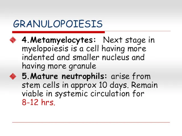 GRANULOPOIESIS 4.Metamyelocytes: Next stage in myelopoiesis is a cell having more indented and